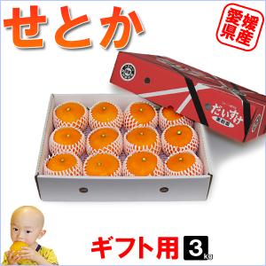 媛まどんな キズキズ君 10kg : 愛媛だいすけ果樹園 - 通販 - Yahoo