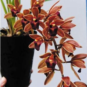 日本花キ流通 ミスマフェット 花芽2芽付き 4.5号鉢 送料無料