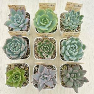 2026年3月】多肉 福袋のおすすめ人気ランキング - Yahoo!ショッピング