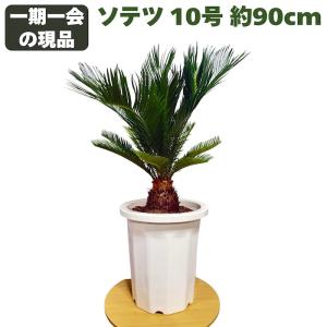 観葉植物】蘇鉄（ソテツ）/サイカス Cycas revoluta【2.5-4号】 : 植物
