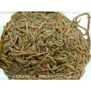 2026年2月】青イソメのおすすめ人気ランキング - Yahoo!ショッピング