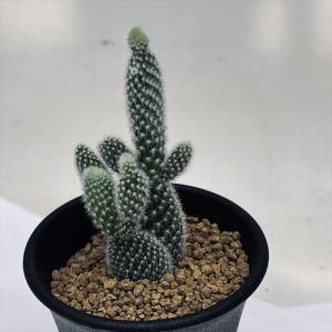 サボテン：フェロカクタス 白鳥丸*幅17cm 現品！一品限り : 遊恵盆栽