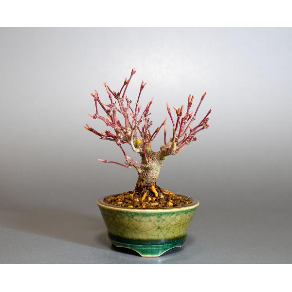e-bonsai_4275