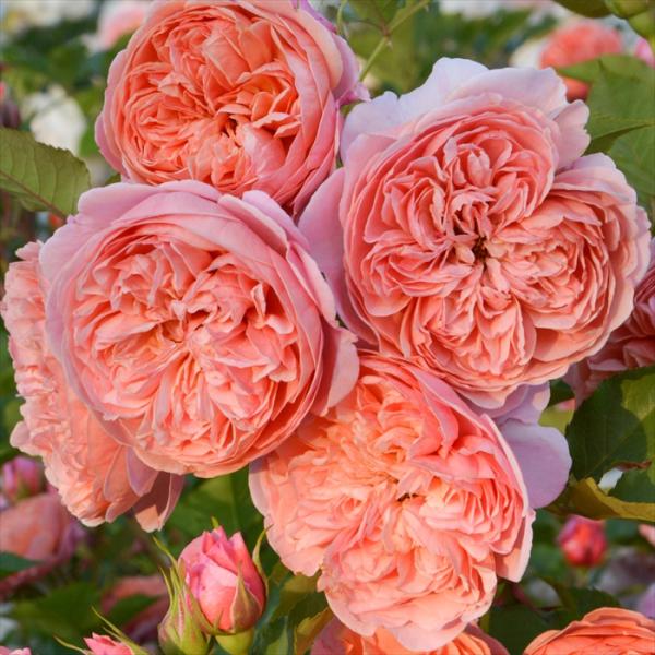 予約販売 バラ苗 バラ大苗 ロサ オリエンティス シルクロード 品種登録