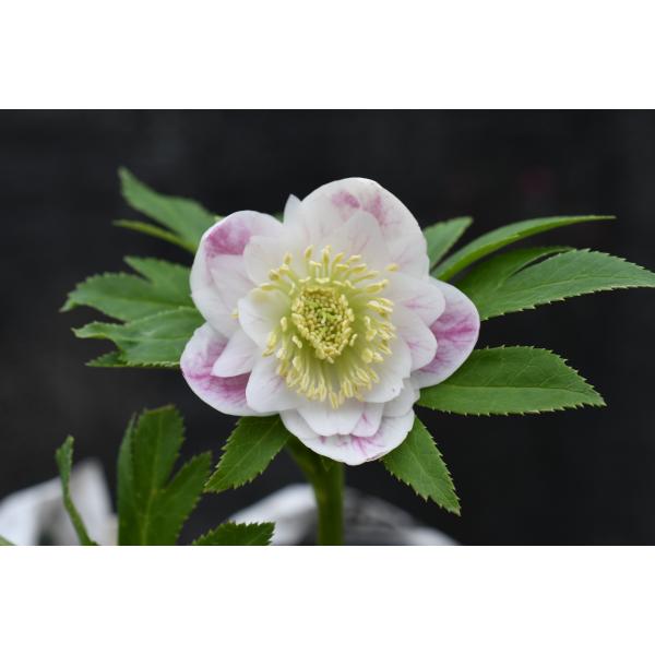 クリスマスローズ開花株 DDプリマヴェーラ 025 認定ラベル有り 現品