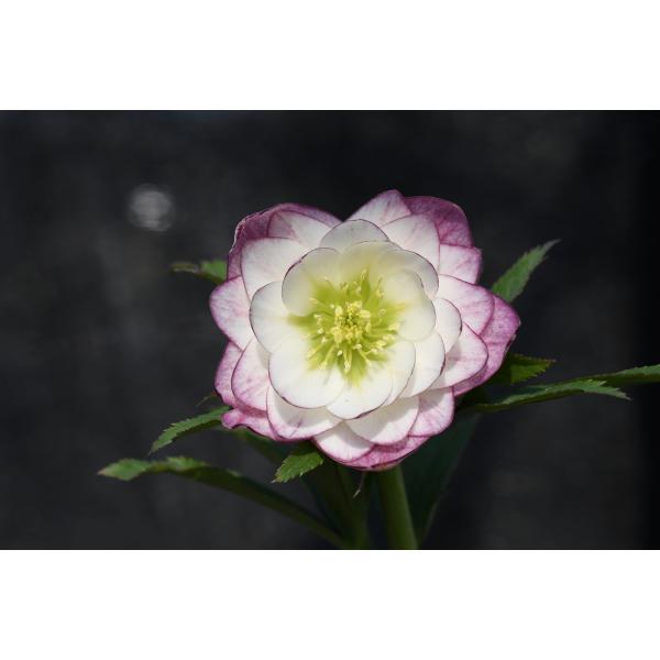 クリスマスローズ開花株 DDレッドエンジェル 452 現品限り : 金井園芸