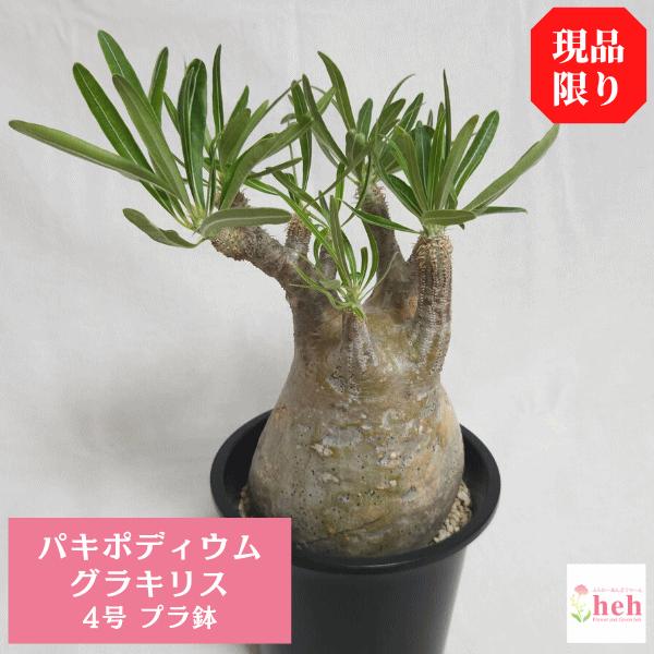 パキポディウム グラキリス 4号 プラ鉢 コーデックス 塊根 珍奇