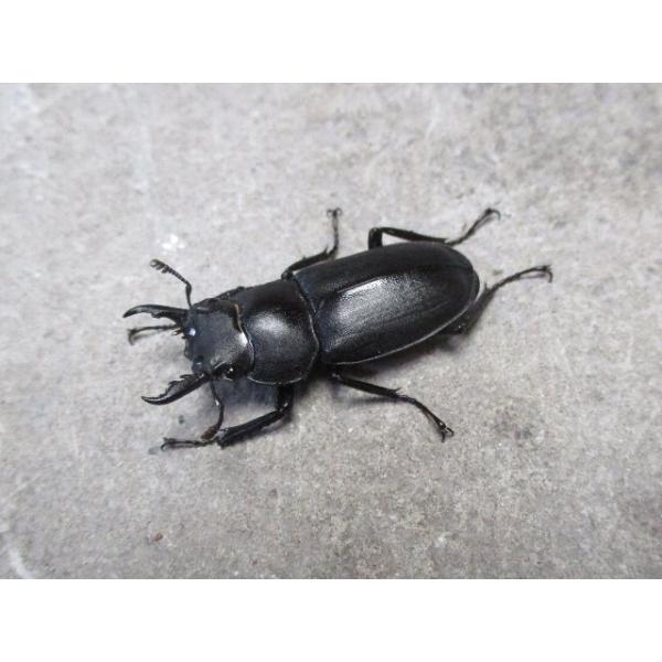 アマミシカクワガタ 小型♂ペア 奄美大島産 : SUNAUTO ヤフーショップ