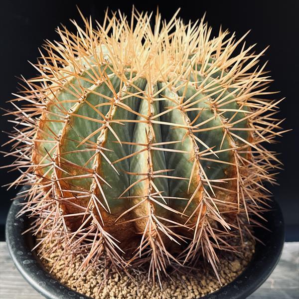 サボテン：フェロカクタス 王冠竜*幅14cm 現品！一品限り ※焼けあり