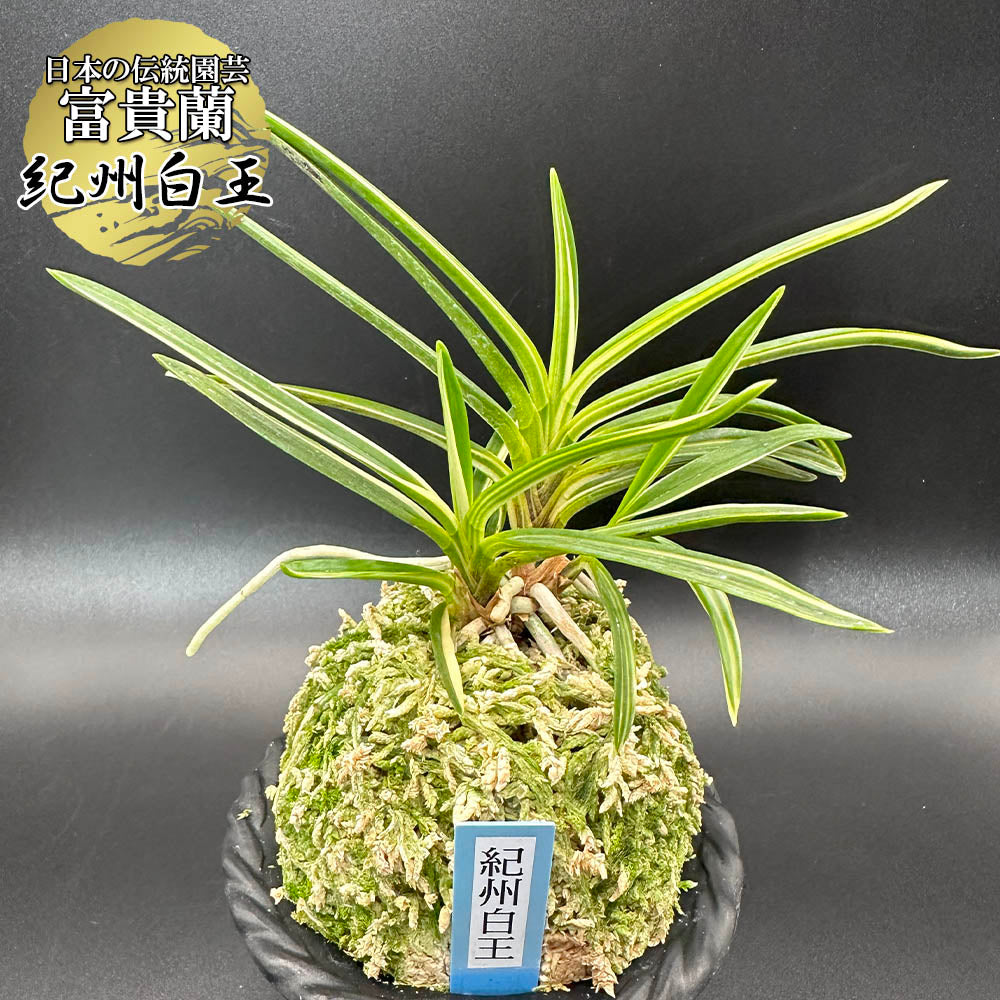 宝石のような観葉植物のお店 【Jewelry Plant】 富貴蘭 紀州白王 き