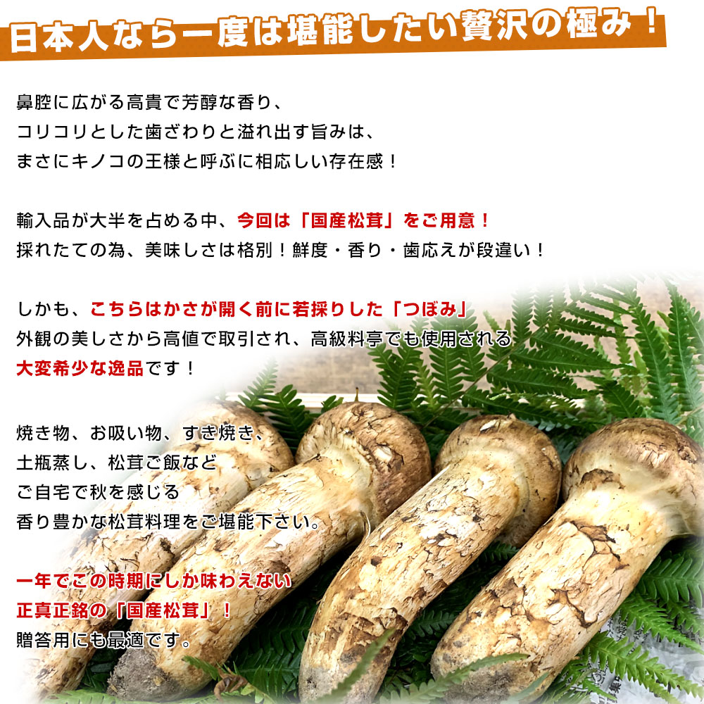 国産松茸（つぼみ）400g前後（4本から8本前後） 送料無料 クール便
