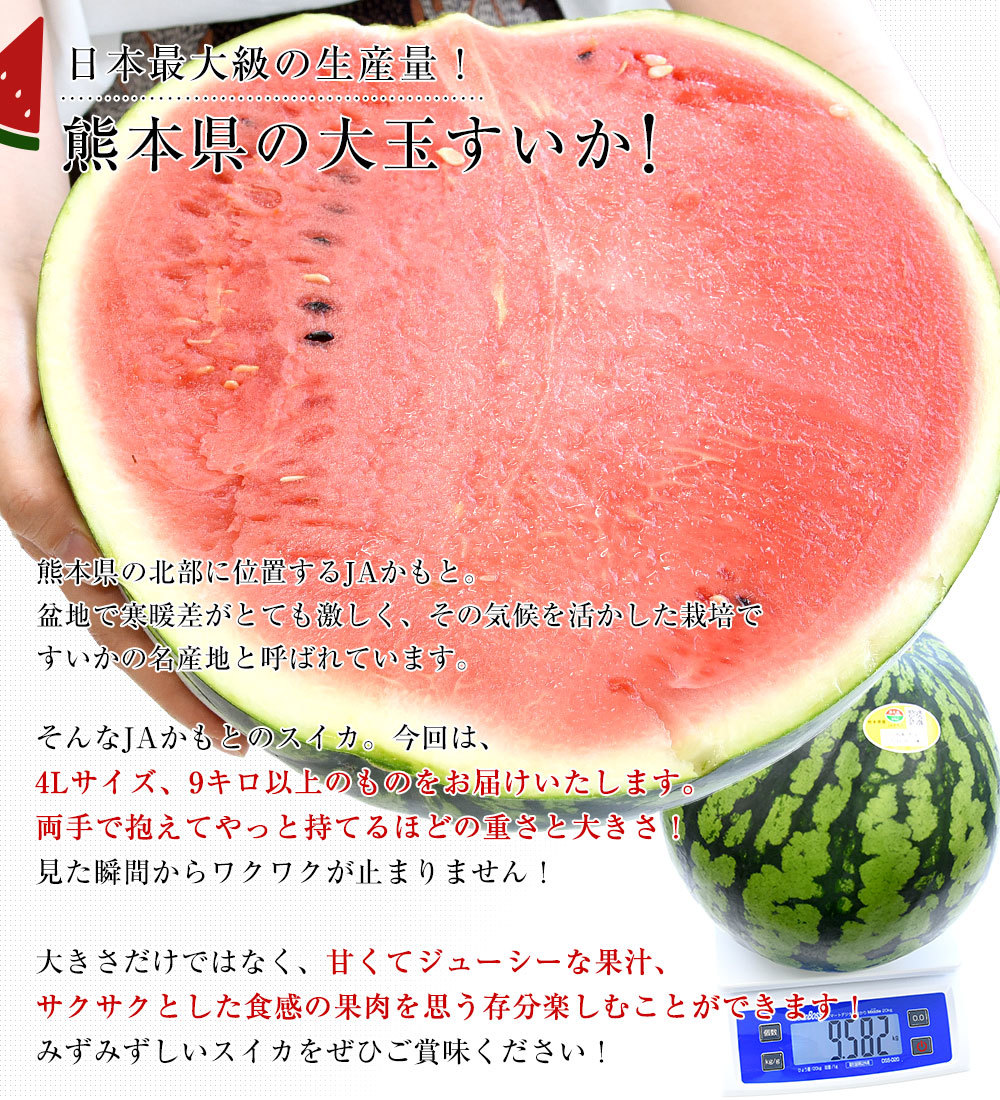 緊急スポット】熊本県 JAかもと 超大玉すいか 9キロ以上（1玉）4L