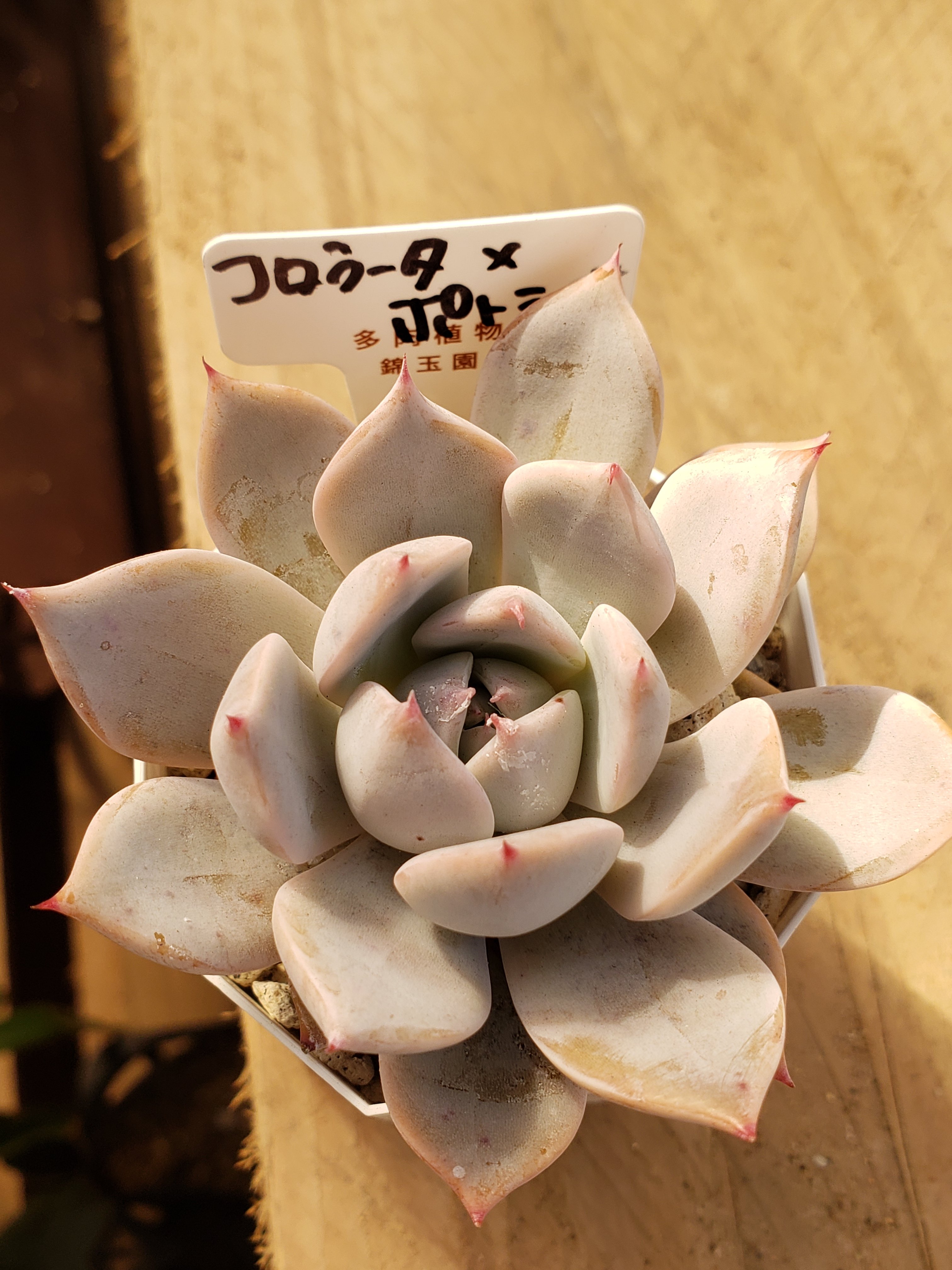 錦玉園さんの多肉 入荷‼️ | Kanekyu金久は、大阪の泉佐野市日根野に