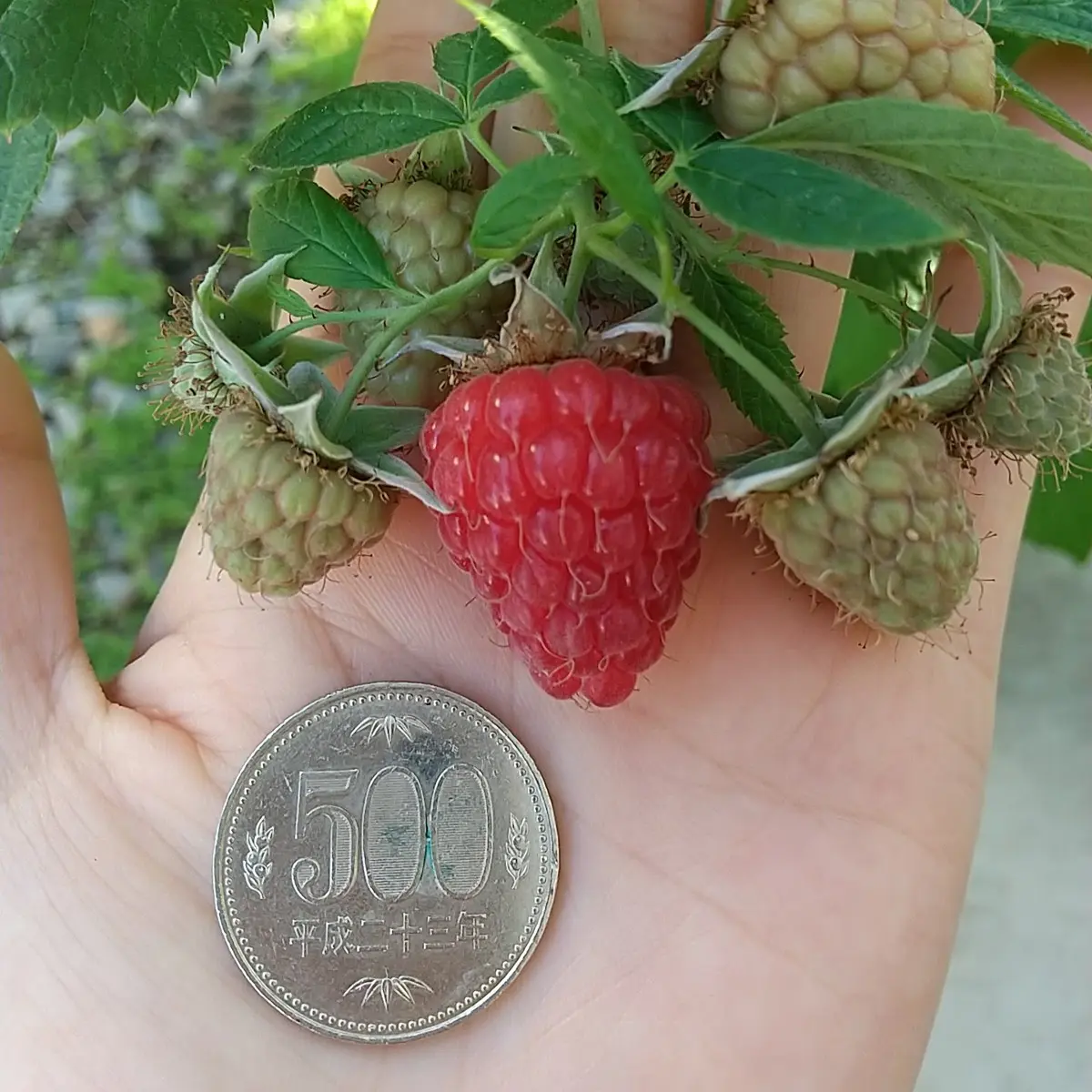 トゥラミーンはたしかに美味しかった。 | かやたろぐ