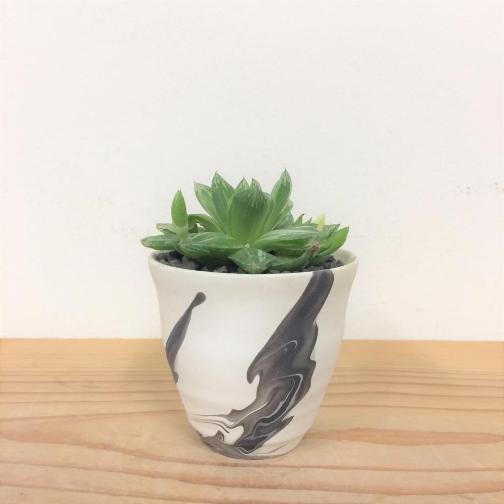 ハオルチア・京の華錦/盆栽、多肉植物、塊根植物、観葉植物通販/KIDORI