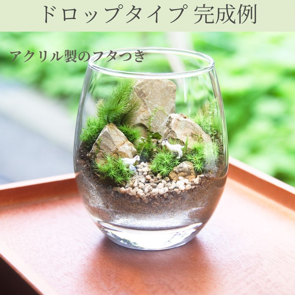 容器が選べる】苔テラリウム スターターキット｜初心者向け 【苔3種