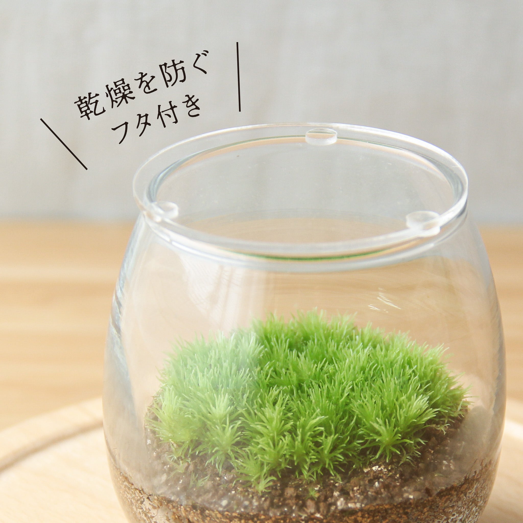 容器が選べる】苔テラリウム スターターキット｜初心者向け 【苔3種
