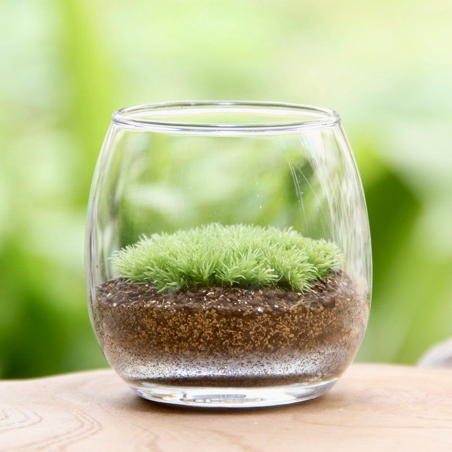 苔テラリウム – 苔むすび