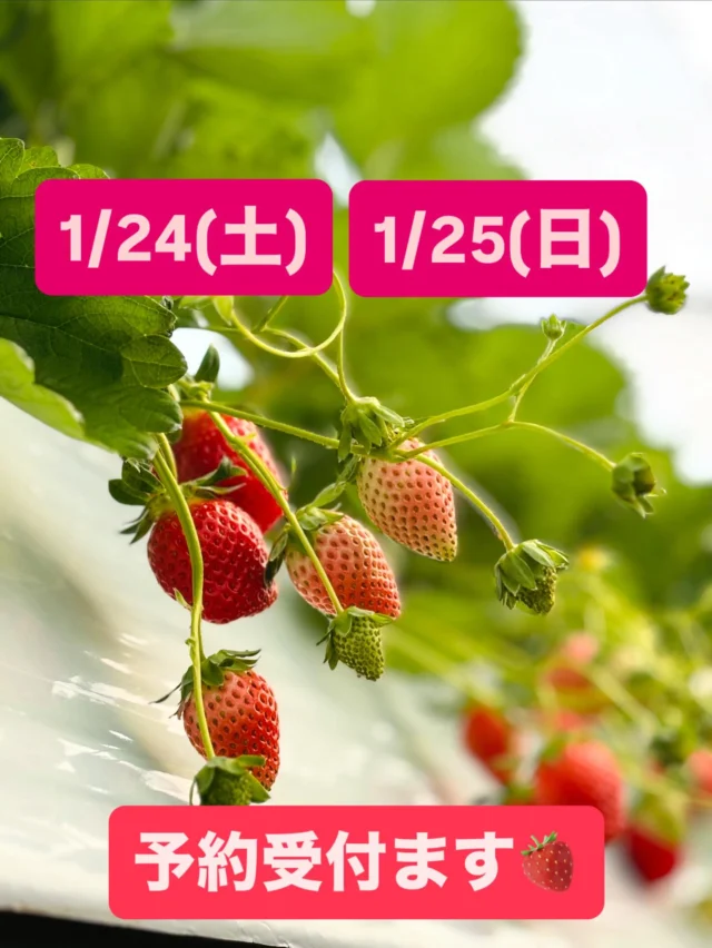 snc01 | いちご屋くろべえ 三重県松阪市のいちご狩り