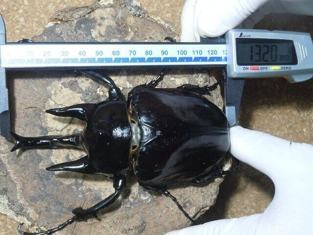 レックスゾウカブト（アクティオン） | クワガタ・カブトムシ飼育情報