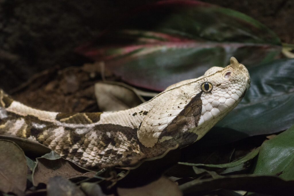 Celebrate the Year of the Snake - Los Angeles Zoo and Botanical