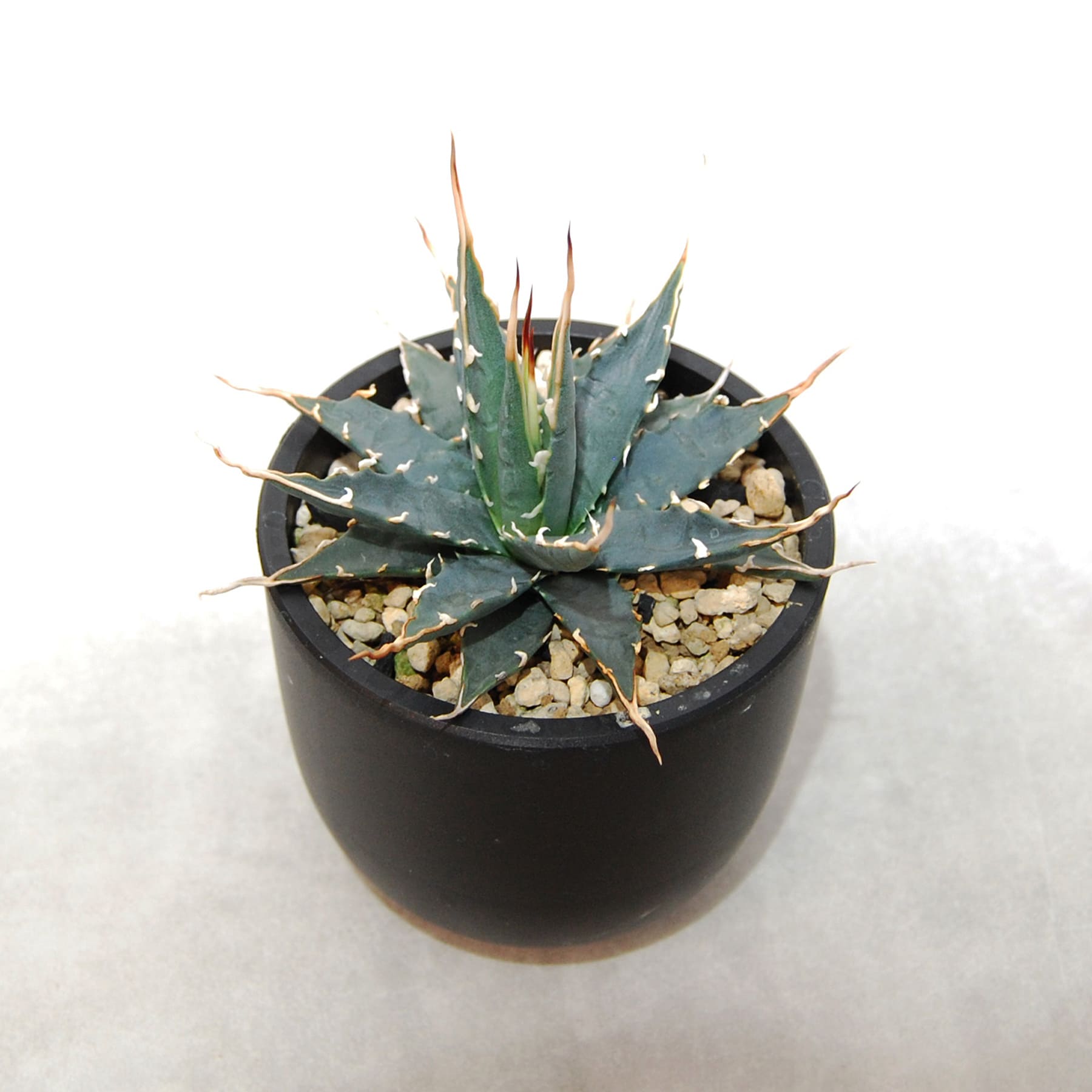 アガベ ユタエンシス エボリスピナ 実生 陽炎選抜 017 – linkplants