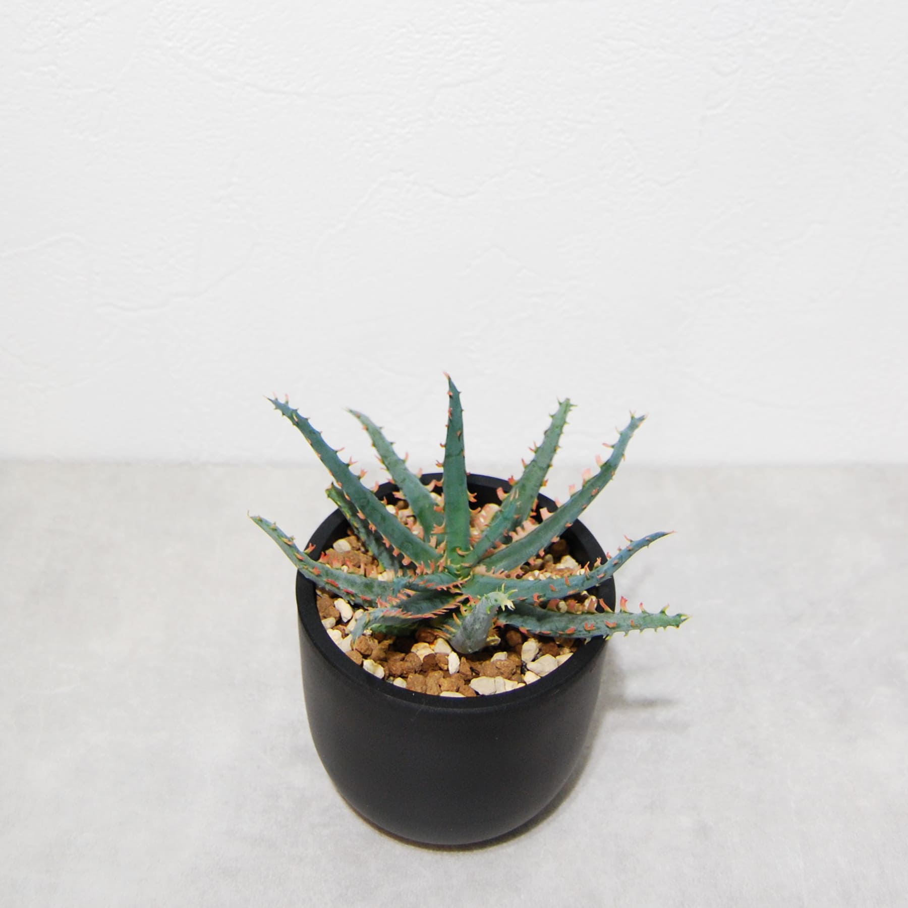 アロエ ハイブリッド【Aloe hybrid】010 – linkplants -リンクプランツ-