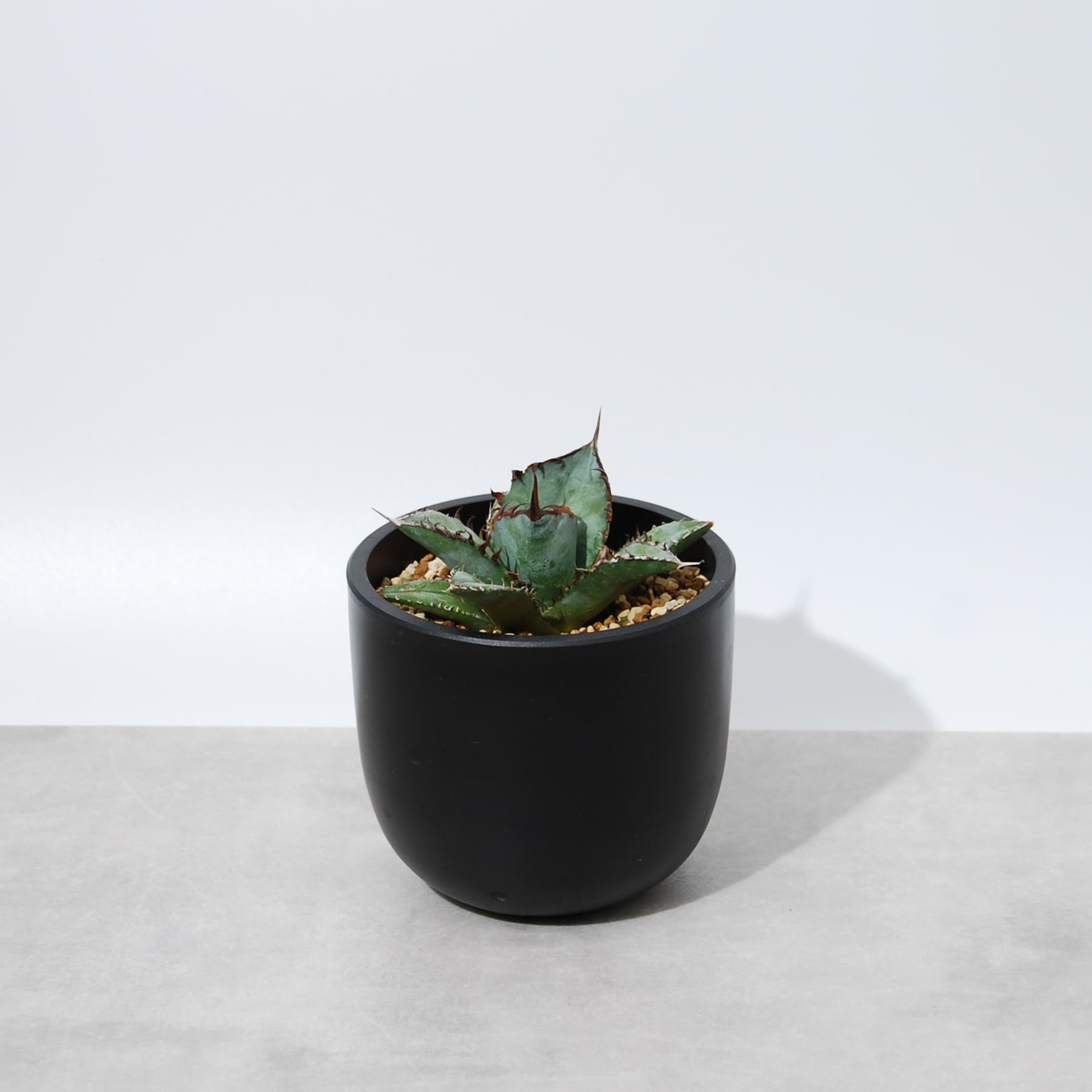 アガベ・チタノタ ブルー001 – linkplants -リンクプランツ-