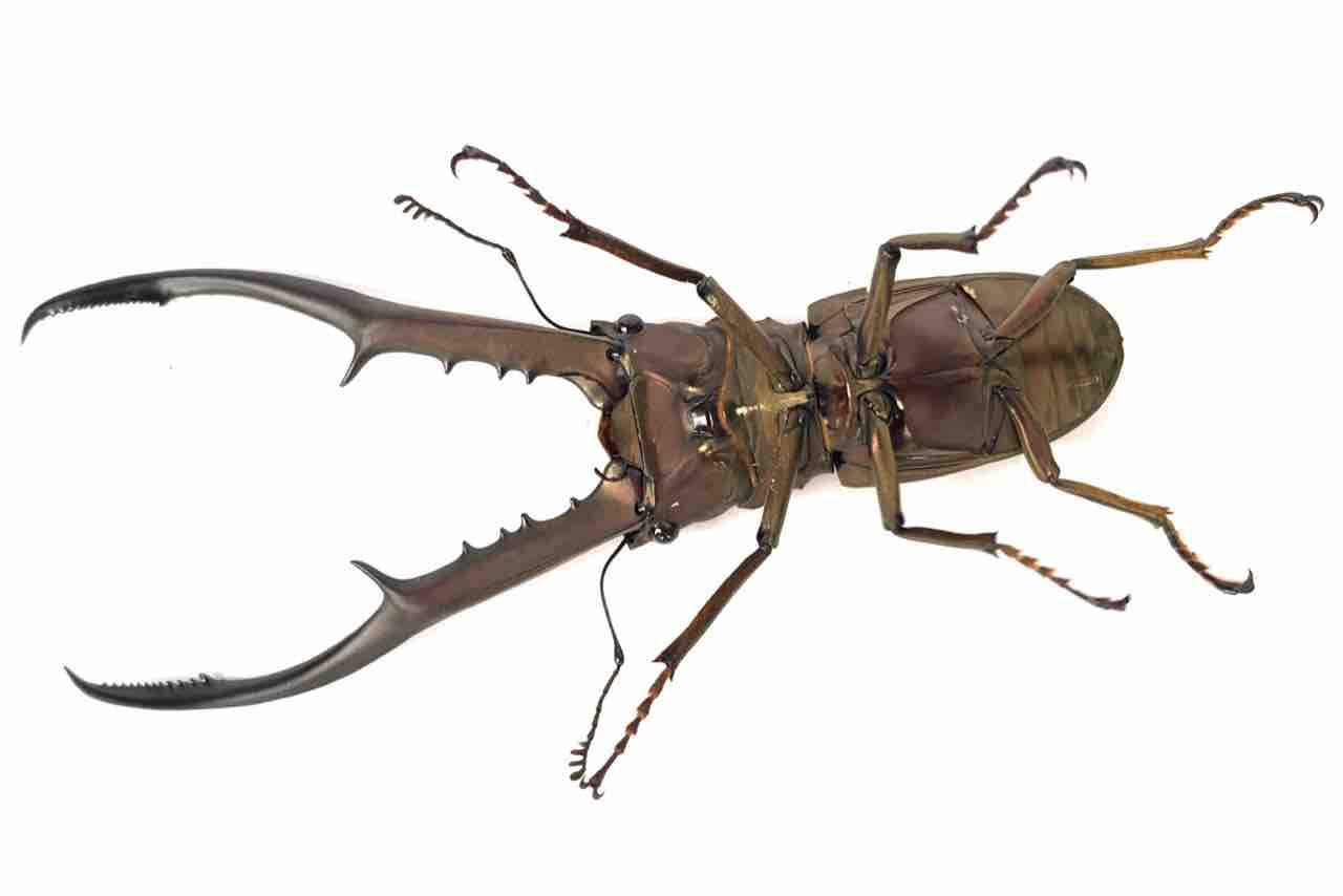 メタリフェルホソアカクワガタ(ペレン)飼育記 : GOKUSAISHIKI