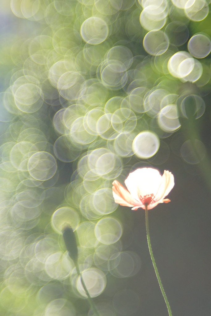 オールドレンズ】バブルボケをFUJINON 55mm F2.2で楽しむ【α7II