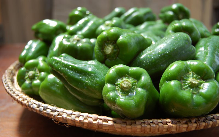 ピーマン/ちぐさピーマン | 真南風真南風