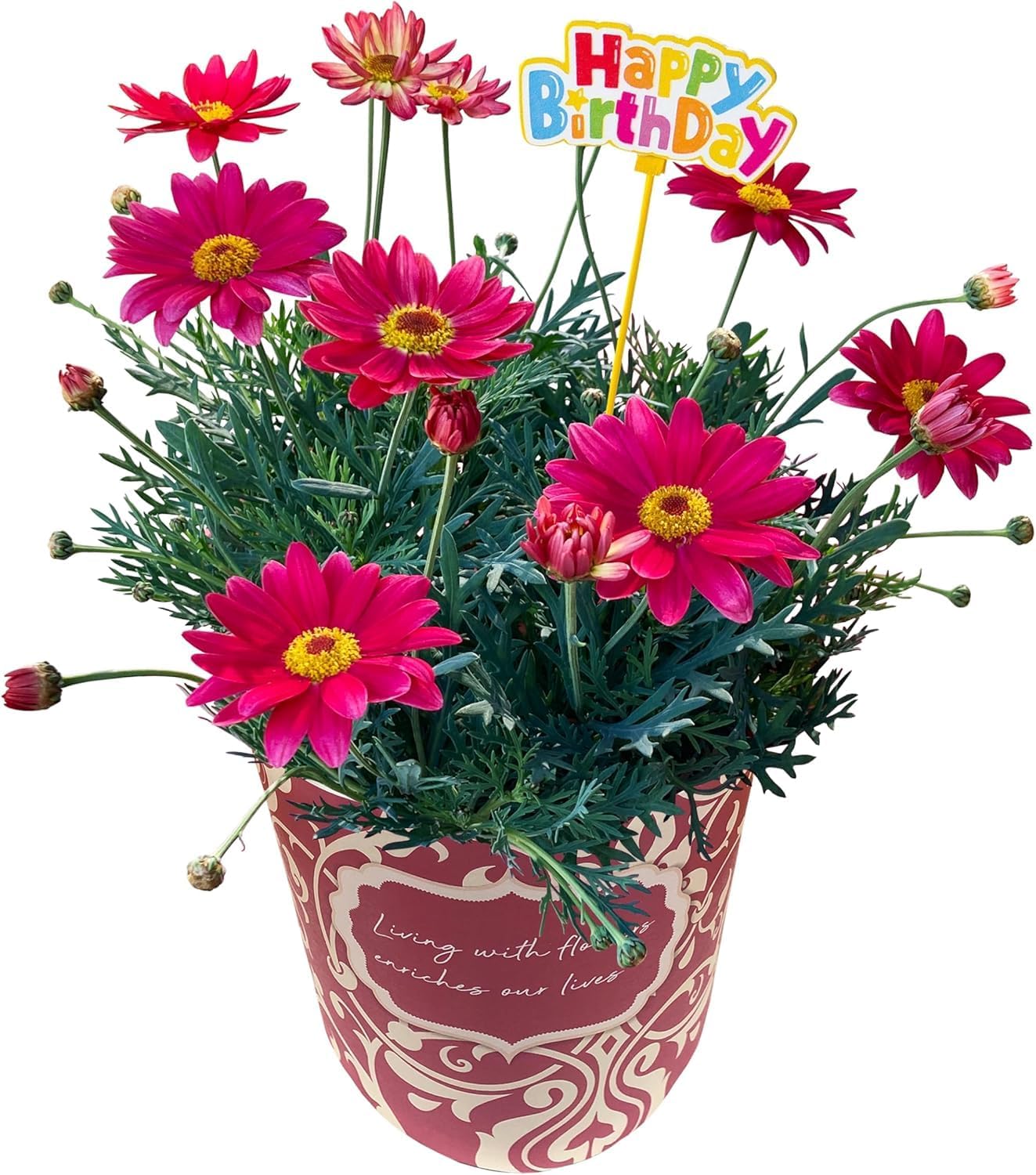 マーガレットの花 鉢花 花鉢 マーガレット鉢植え ギフト お祝い 誕生日