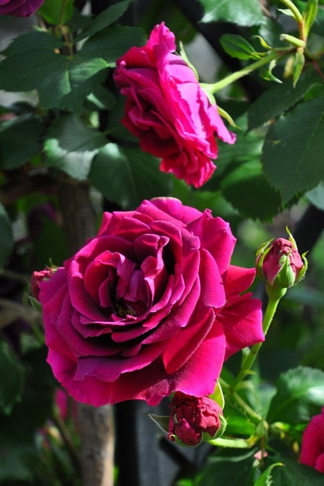 冬季大苗】バラ苗 みかも 国産苗 6号鉢植え品［契約品種］《OM-ZEN