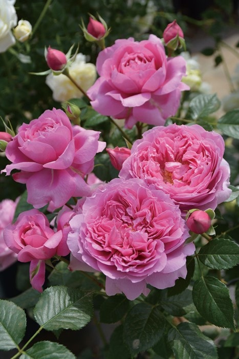 バラ苗【中苗】プリマヴィスタ 国産苗 6号鉢植え品［農林水産省 品種