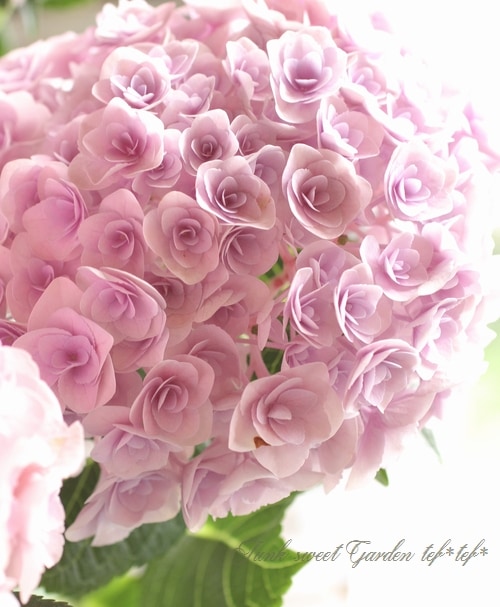 はなはな様 ccパープル、ピンク アジサイ 品種名 ディープパープル 一度見たら忘れられない深い紫色が