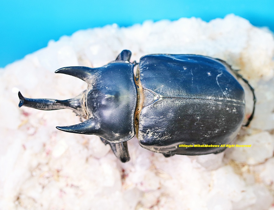 2025,5/3新着WILD 超Ultimate10 南米ペルー便 標本標本 最高峰