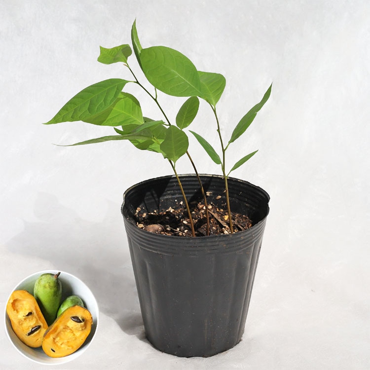 庭木・植木 ポポー（ポーポー） 4年生苗【実生】 1本立 / 5寸・約H40～60cm