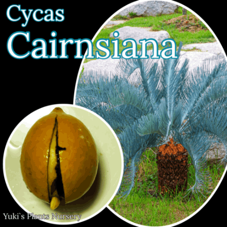サイカス・カイルンシアナ 発根種子[希少ソテツ]Cycas cairnsiana
