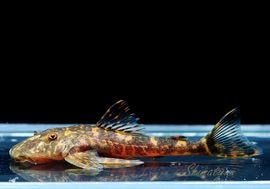 L280 ミクラカンティクス・バンドラグティ WILD 1匹 | プレコ,その他の