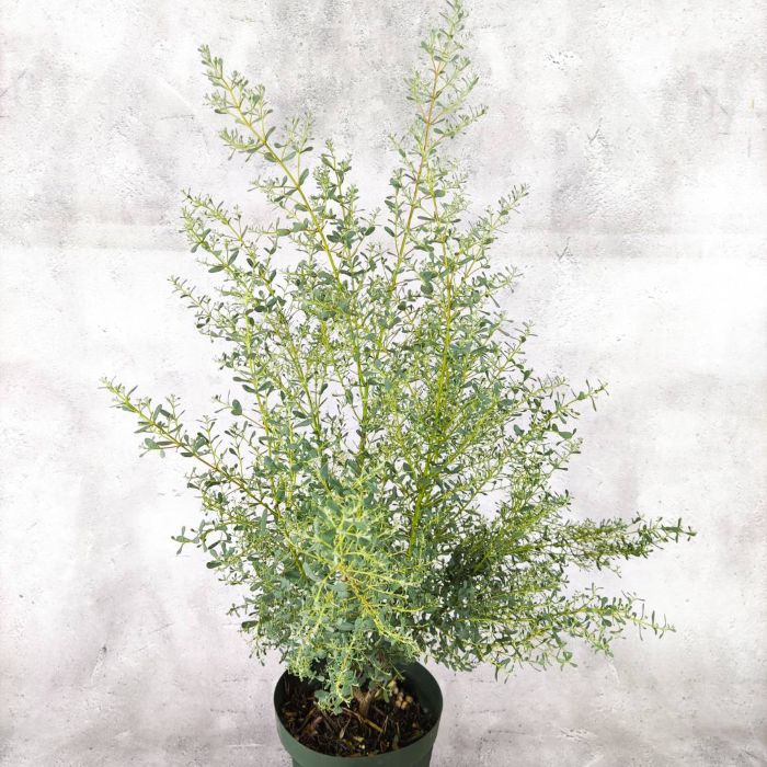 ユーカリ グニー フランスブルーレンガン 6号 観葉植物 greenery