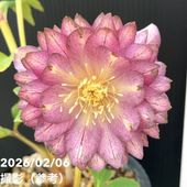 シンビジューム アーチ 7号陶器鉢 4本立 リトルガール スペースシティ