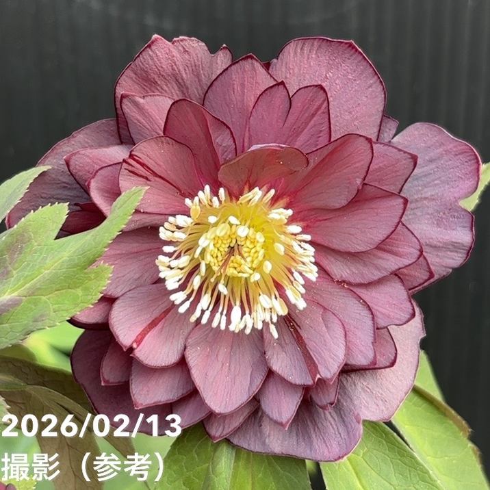 一点物】広瀬園芸 クリスマスローズ 4.5号（HR22）｜山野04-PA | 草花