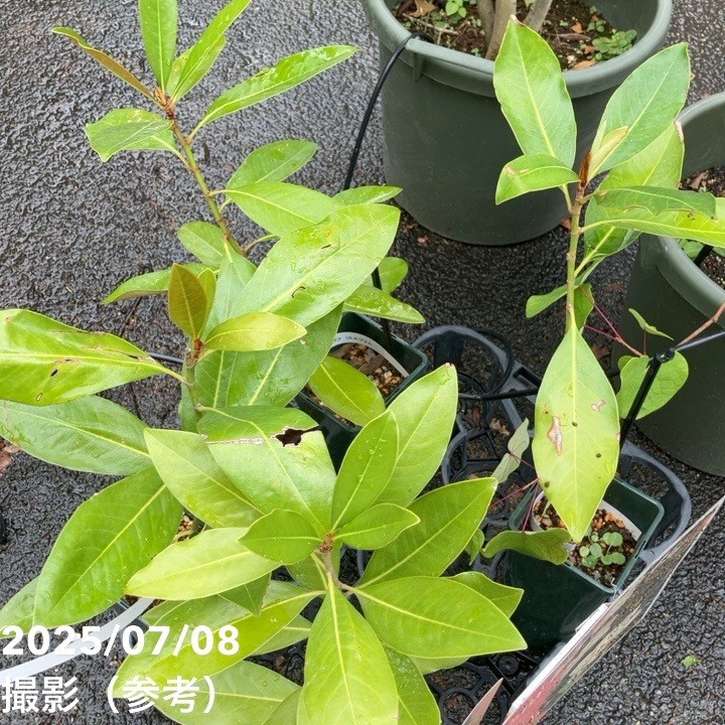 タイサンボク リトルジェム 4号｜花木04-PA | 花木・庭木 | 赤塚植物園