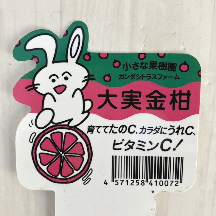 実付き柑橘＞大実キンカン 7号｜柑橘｜果樹10-TU | 果樹,柑橘 | 赤塚