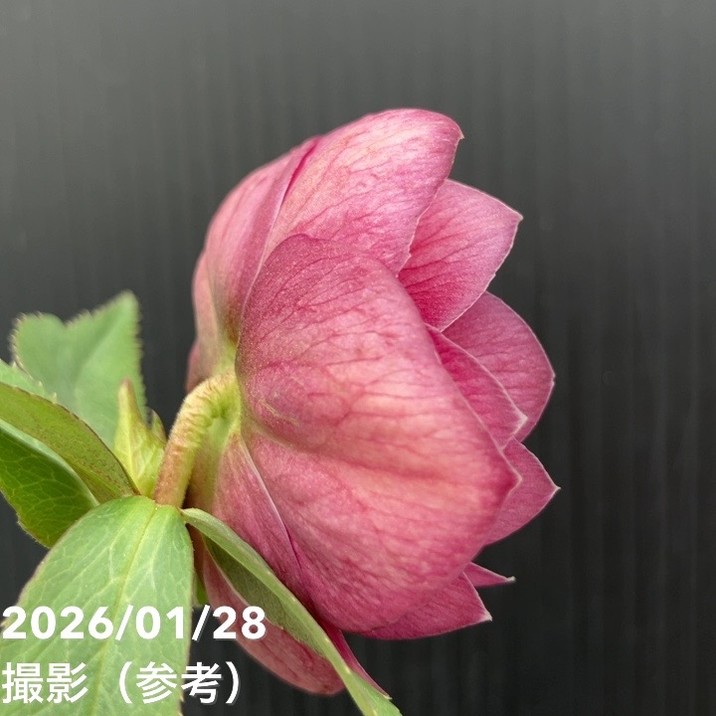 お買い得一点物咲き進み株】加藤農園 艶々系クリスマスローズ キラメキ