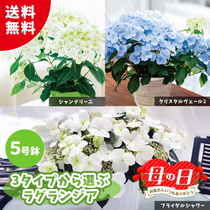 迷宮に咲く花 幸 専用 SR 迷宮に咲く花 幸 販売 | グリザイアの果実