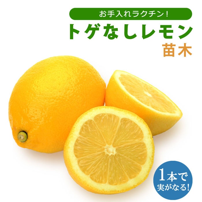 レモン 苗木 トゲなしレモン ビアフランカ 15cmポット 苗が若いうち