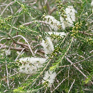 ラベンダー・ティーツリー(ポット苗) | 日野春ハーブガーデン