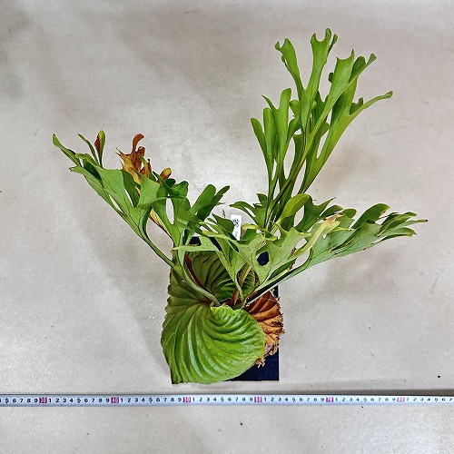 コウモリラン(ビカクシダ) リドレイ ワイルド 板付(現品)｜芳樹園