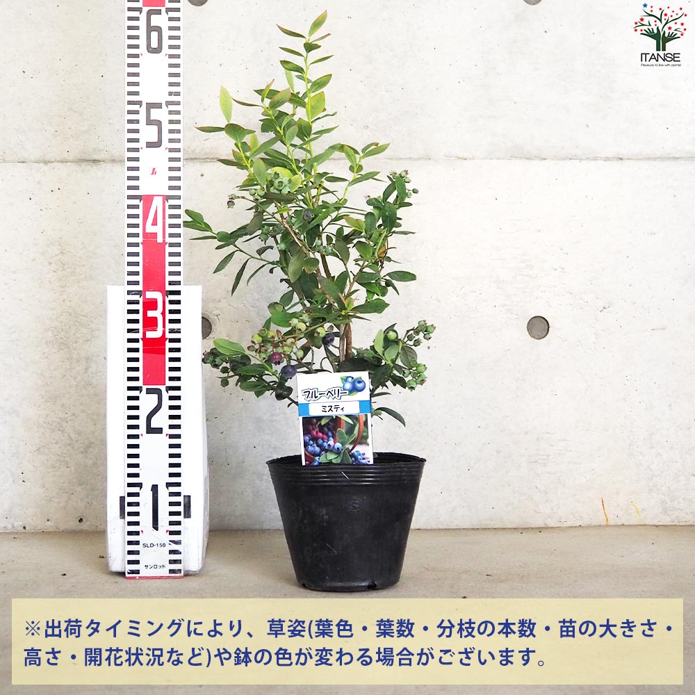 ブルーベリー ミスティー【果樹の苗木 15cmポット 挿し木苗／1個売り